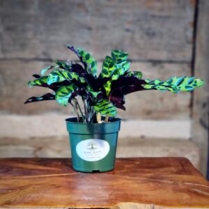Rattlesnake Plant (Goeppertia insignis) with long wavy patterned leaves and purple undersides in nursery pot – exact plant from Rare Root Plant Co.