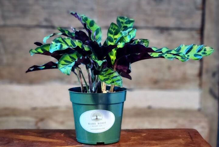 Rattlesnake Plant (Goeppertia insignis) with long wavy patterned leaves and purple undersides in nursery pot – exact plant from Rare Root Plant Co.