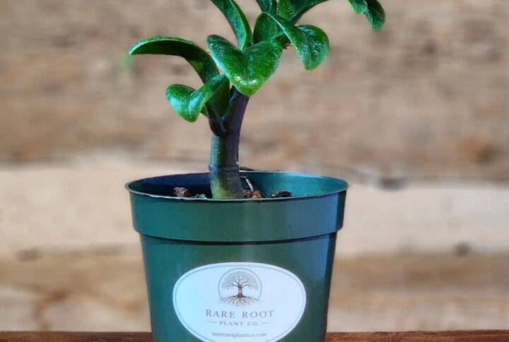 Close-up of the thick, glossy leaves and compact growth habit of a Dwarf ZZ Plant – exact plant available from Rare Root Plant Co.
