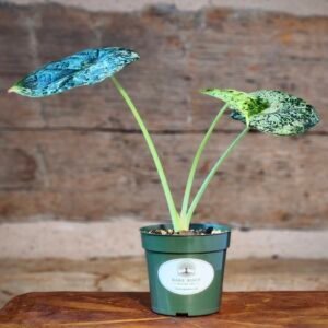 Alocasia Dragon Scale Mint Variegated with textured mint and green leaves in nursery pot – exact plant from Rare Root Plant Co.