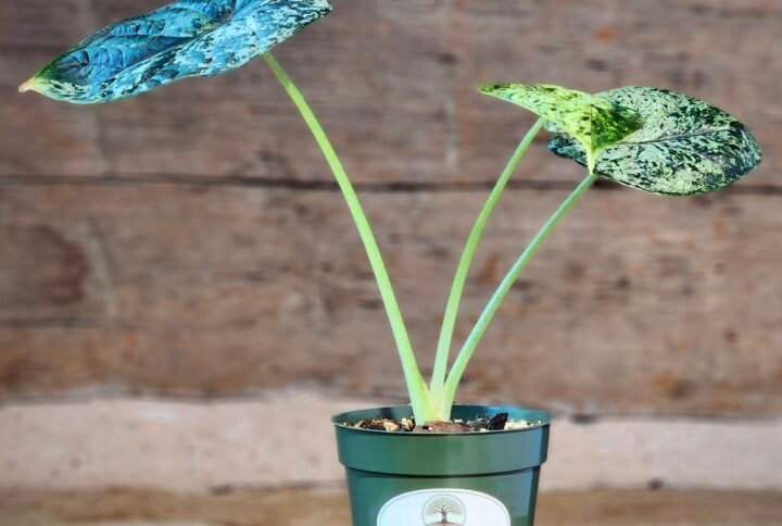 Alocasia Dragon Scale Mint Variegated with textured mint and green leaves in nursery pot – exact plant from Rare Root Plant Co.