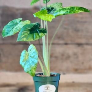 Batik Odora (Alocasia odora 'Batik') with large cream and green variegated leaves in nursery pot β exact plant from Rare Root Plant Co.