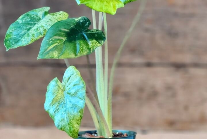 Batik Odora (Alocasia odora 'Batik') with large cream and green variegated leaves in nursery pot – exact plant from Rare Root Plant Co.