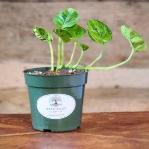Global Green Pothos (Epipremnum aureum 'Global Green') with emerald and lime-green variegated leaves in nursery pot – exact plant from Rare Root Plant Co.