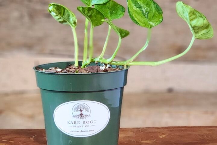 Global Green Pothos (Epipremnum aureum 'Global Green') with emerald and lime-green variegated leaves in nursery pot – exact plant from Rare Root Plant Co.