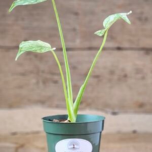 Monstera Mint (Monstera deliciosa 'Mint') with mint, cream, and green variegated split leaves in nursery pot – exact plant from Rare Root Plant Co.