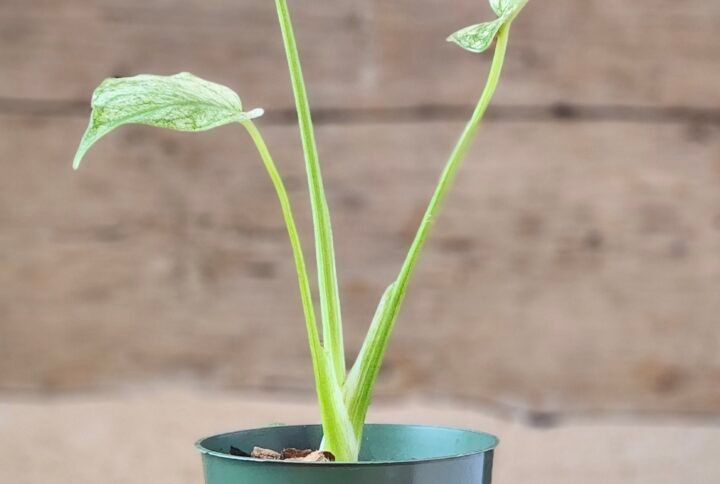 Monstera Mint (Monstera deliciosa 'Mint') with mint, cream, and green variegated split leaves in nursery pot – exact plant from Rare Root Plant Co.