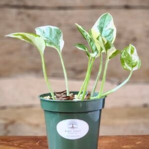 N'Joy Pothos (Epipremnum aureum 'N'Joy') with crisp white and green variegated leaves in nursery pot – exact plant from Rare Root Plant Co.