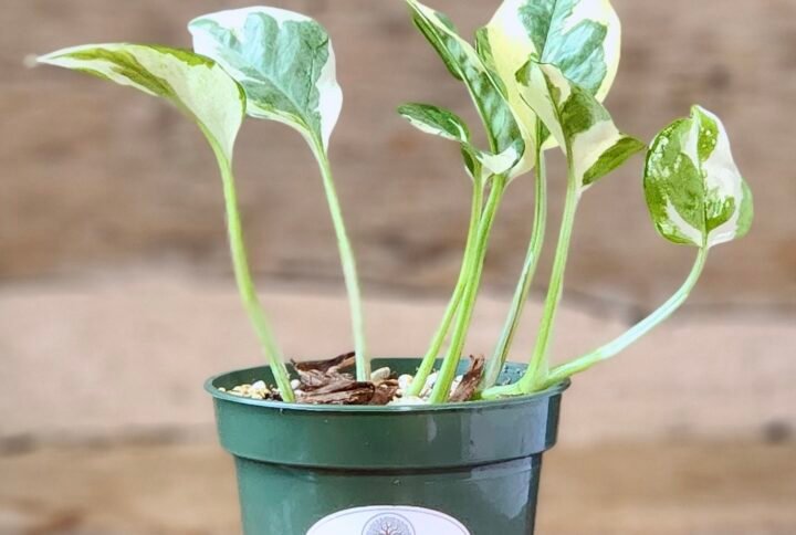N'Joy Pothos (Epipremnum aureum 'N'Joy') with crisp white and green variegated leaves in nursery pot – exact plant from Rare Root Plant Co.