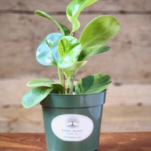 Marble Peperomia (Peperomia obtusifolia ‘Marble’) with glossy green and cream variegated leaves in a nursery pot—exact plant from Rare Root Plant Co.