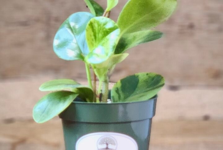 Marble Peperomia (Peperomia obtusifolia ‘Marble’) with glossy green and cream variegated leaves in a nursery pot—exact plant from Rare Root Plant Co.