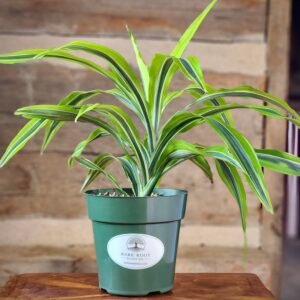 Lemon Lime Dracaena (Dracaena fragrans 'Lemon Lime') with vibrant green, lime, and yellow striped foliage in nursery pot – exact plant from Rare Root Plant Co.