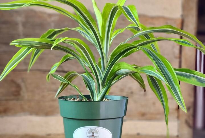 Lemon Lime Dracaena (Dracaena fragrans 'Lemon Lime') with vibrant green, lime, and yellow striped foliage in nursery pot – exact plant from Rare Root Plant Co.