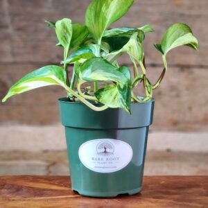 Manjula Pothos (Epipremnum aureum 'Manjula') with broad marbled green, cream, and white leaves in nursery pot – exact plant from Rare Root Plant Co.