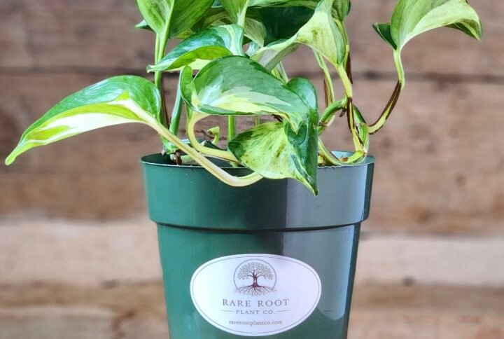Manjula Pothos (Epipremnum aureum 'Manjula') with broad marbled green, cream, and white leaves in nursery pot – exact plant from Rare Root Plant Co.