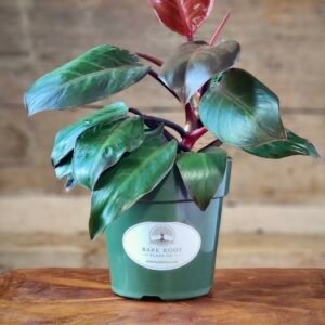 Philodendron Rojo Congo with upright glossy foliage and rich burgundy new growth in nursery pot – exact plant from Rare Root Plant Co.