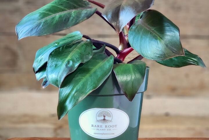 Philodendron Rojo Congo with upright glossy foliage and rich burgundy new growth in nursery pot – exact plant from Rare Root Plant Co.