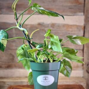 Albo Pothos (Epipremnum aureum 'Albo') with striking white variegation and trailing vines in nursery pot – exact plant from Rare Root Plant Co.