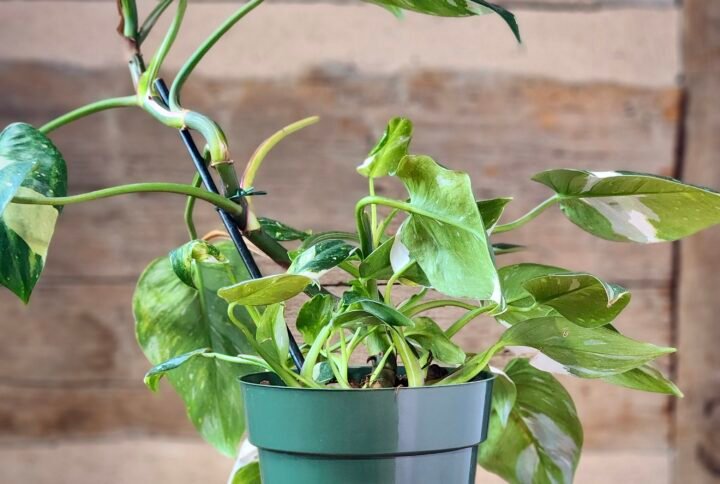 Albo Pothos (Epipremnum aureum 'Albo') with striking white variegation and trailing vines in nursery pot – exact plant from Rare Root Plant Co.