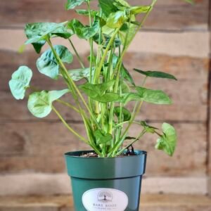 Arrowhead Plant (Syngonium podophyllum) with lush green arrow-shaped leaves in nursery pot – exact plant from Rare Root Plant Co.