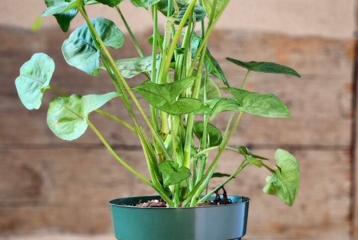 Arrowhead Plant (Syngonium podophyllum) with lush green arrow-shaped leaves in nursery pot – exact plant from Rare Root Plant Co.