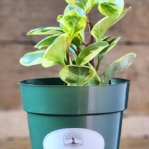 Variegated Baby Rubber Plant (Peperomia obtusifolia 'Variegata') with thick cream and green leaves in nursery pot – exact plant from Rare Root Plant Co.