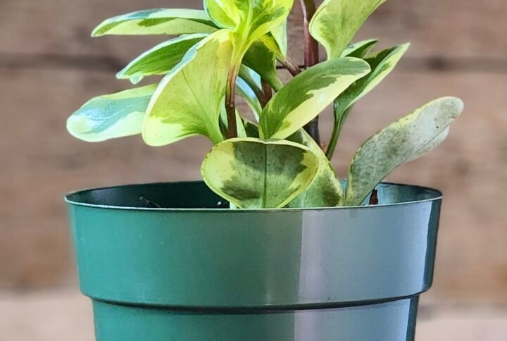 Variegated Baby Rubber Plant (Peperomia obtusifolia 'Variegata') with thick cream and green leaves in nursery pot – exact plant from Rare Root Plant Co.