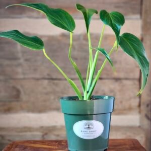 Monstera Burle Marx Flame with developing flame-like fenestrated leaves climbing on support – exact plant from Rare Root Plant Co.