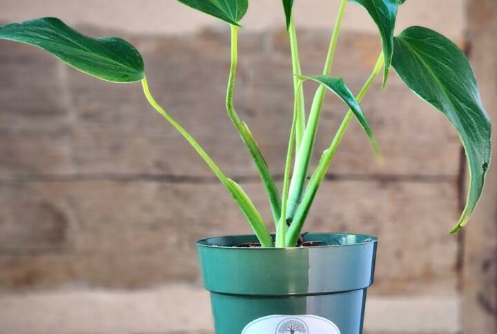 Monstera Burle Marx Flame with developing flame-like fenestrated leaves climbing on support – exact plant from Rare Root Plant Co.