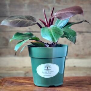 Philodendron McColley's Finale with colorful orange, bronze, and green foliage in nursery pot – exact plant from Rare Root Plant Co.