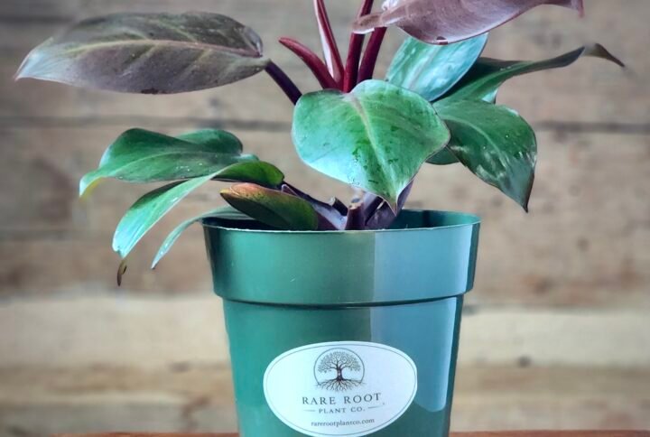 Philodendron McColley's Finale with colorful orange, bronze, and green foliage in nursery pot – exact plant from Rare Root Plant Co.