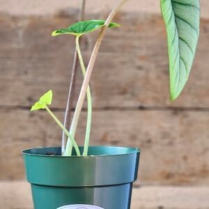 Alocasia Silver Dragon with textured silver leaves and deep green veining in nursery pot β exact plant from Rare Root Plant Co.