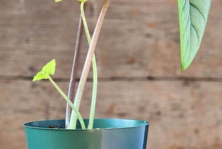 Alocasia Silver Dragon with textured silver leaves and deep green veining in nursery pot – exact plant from Rare Root Plant Co.