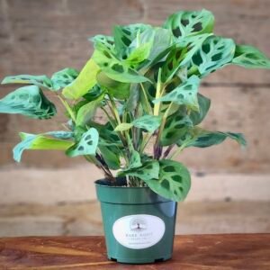 Green Prayer Plant (Maranta leuconeura) with beautifully patterned green leaves in nursery pot – exact plant from Rare Root Plant Co.