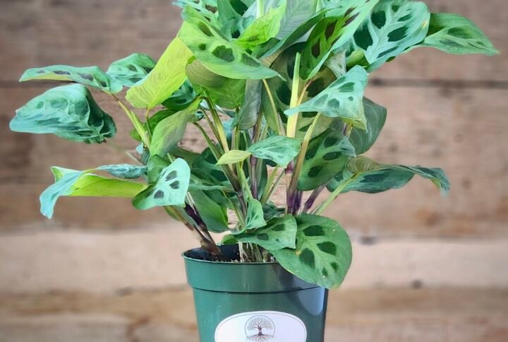 Green Prayer Plant (Maranta leuconeura) with beautifully patterned green leaves in nursery pot – exact plant from Rare Root Plant Co.