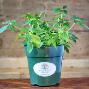Dwarf Umbrella Tree (Schefflera arboricola) with glossy green umbrella-shaped foliage in nursery pot – exact plant from Rare Root Plant Co.
