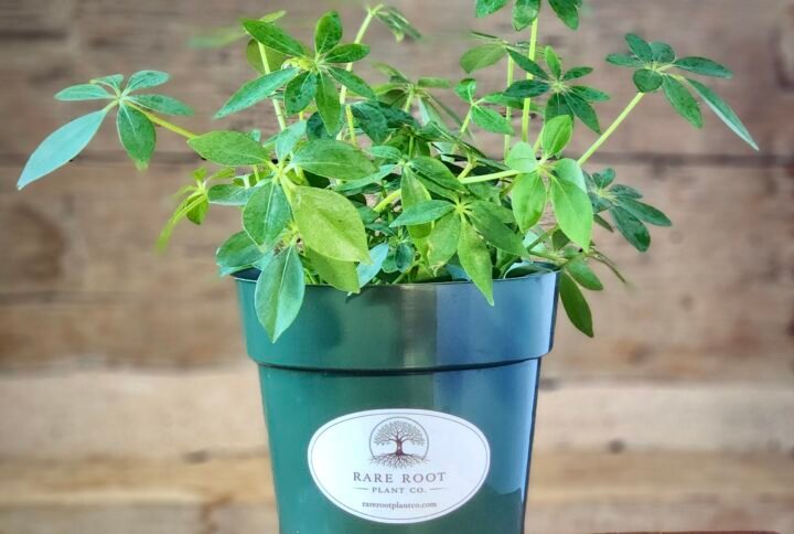 Dwarf Umbrella Tree (Schefflera arboricola) with glossy green umbrella-shaped foliage in nursery pot – exact plant from Rare Root Plant Co.