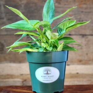 Philodendron Green Congo 'Nuclear Variegated' with striking cream, lime, and green variegated foliage in nursery pot – exact plant from Rare Root Plant Co.