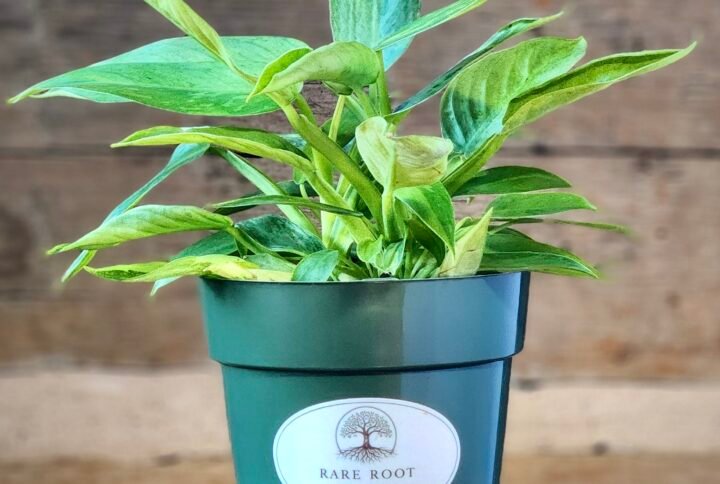 Philodendron Green Congo 'Nuclear Variegated' with striking cream, lime, and green variegated foliage in nursery pot – exact plant from Rare Root Plant Co.