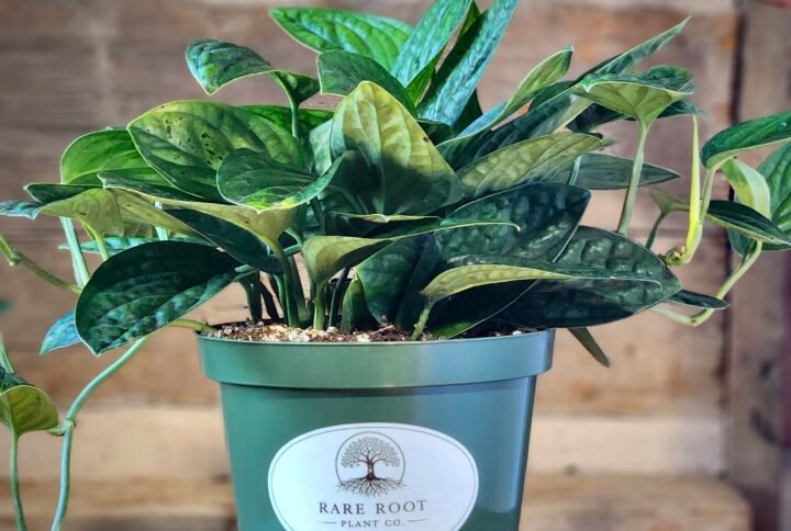 Monstera Thai Constellation with creamy white variegation and broad fenestrated leaves in nursery pot – exact plant from Rare Root Plant Co.
