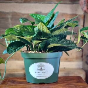 Monstera Peru (Monstera karstenianum) with richly textured emerald green leaves in nursery pot – exact plant from Rare Root Plant Co.