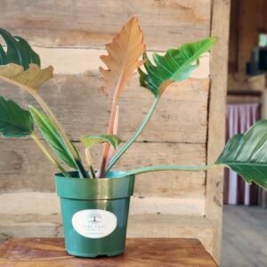 Philodendron Pluto with glossy bronze and green foliage in nursery pot – exact plant from Rare Root Plant Co.