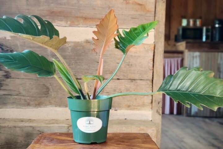 Philodendron Pluto with glossy bronze and green foliage in nursery pot – exact plant from Rare Root Plant Co.