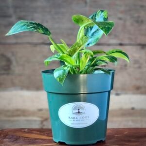Philodendron Green Congo 'Nuclear Variegated' with striking cream, lime, and green variegated foliage in nursery pot – exact plant from Rare Root Plant Co.
