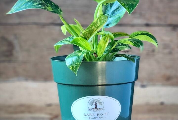 Philodendron Green Congo 'Nuclear Variegated' with striking cream, lime, and green variegated foliage in nursery pot – exact plant from Rare Root Plant Co.