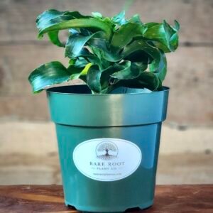 Dracaena Twister with twisting green foliage in nursery pot – exact plant from Rare Root Plant Co.