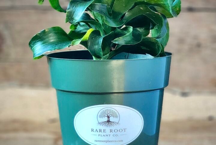 Dracaena Twister with twisting green foliage in nursery pot – exact plant from Rare Root Plant Co.