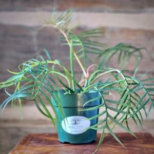Philodendron Tortum with elegant deeply divided green leaves in nursery pot – exact plant from Rare Root Plant Co.