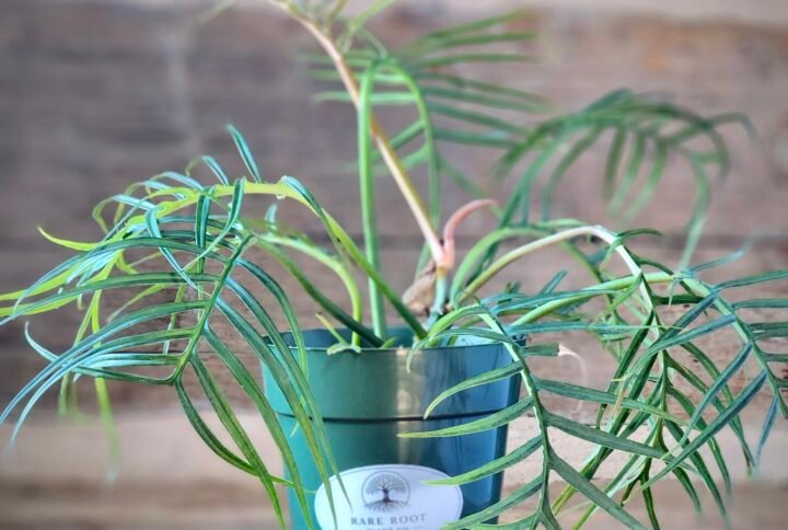 Philodendron Tortum with elegant deeply divided green leaves in nursery pot – exact plant from Rare Root Plant Co.