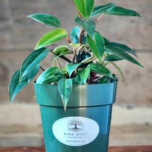 Close-up of Philodendron Temptation showing broad, healthy glossy leaves – exact plant available from Rare Root Plant Co.